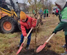 Посадка деревьев
