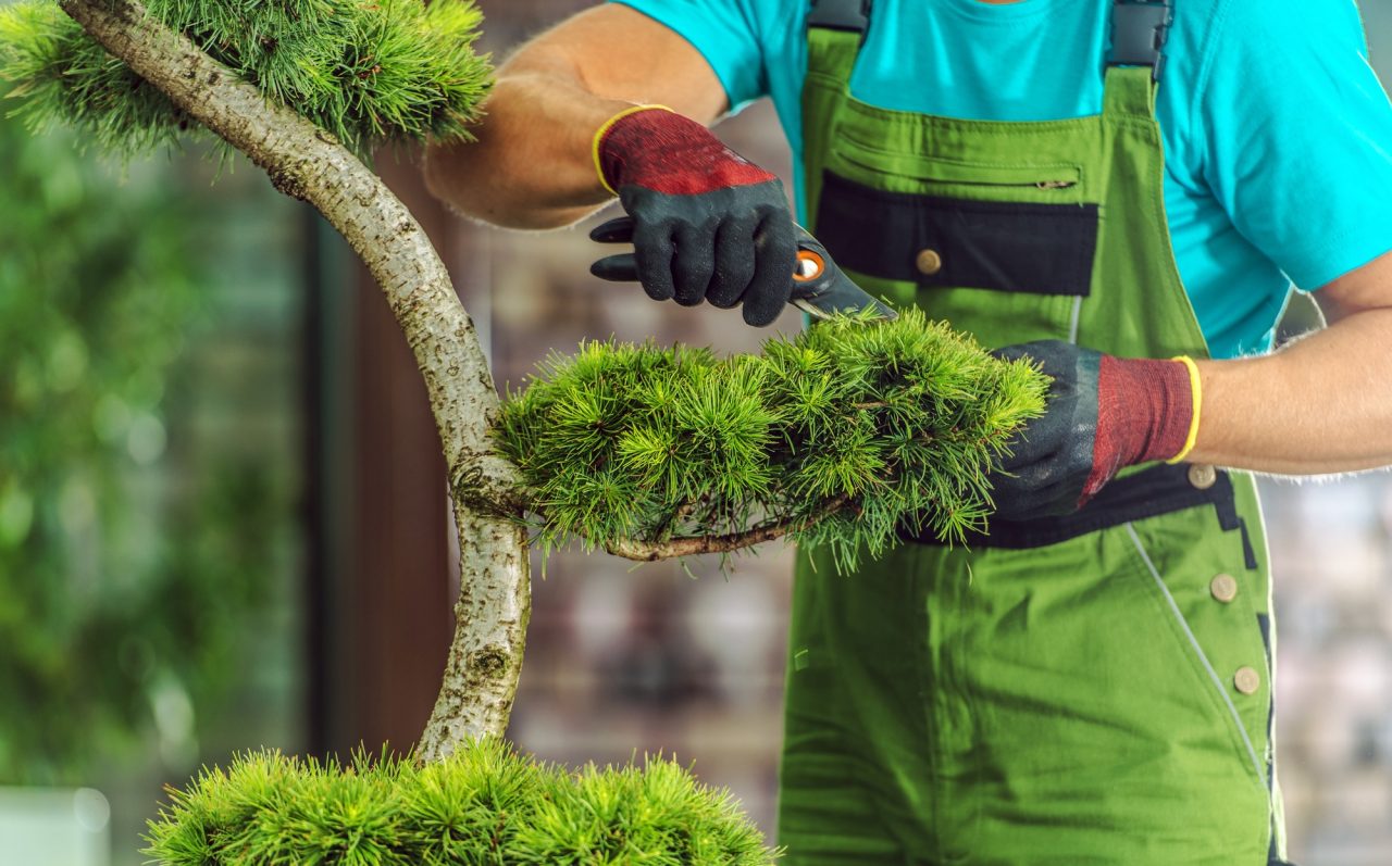 landscaper pruning decorative evergreen tree 1