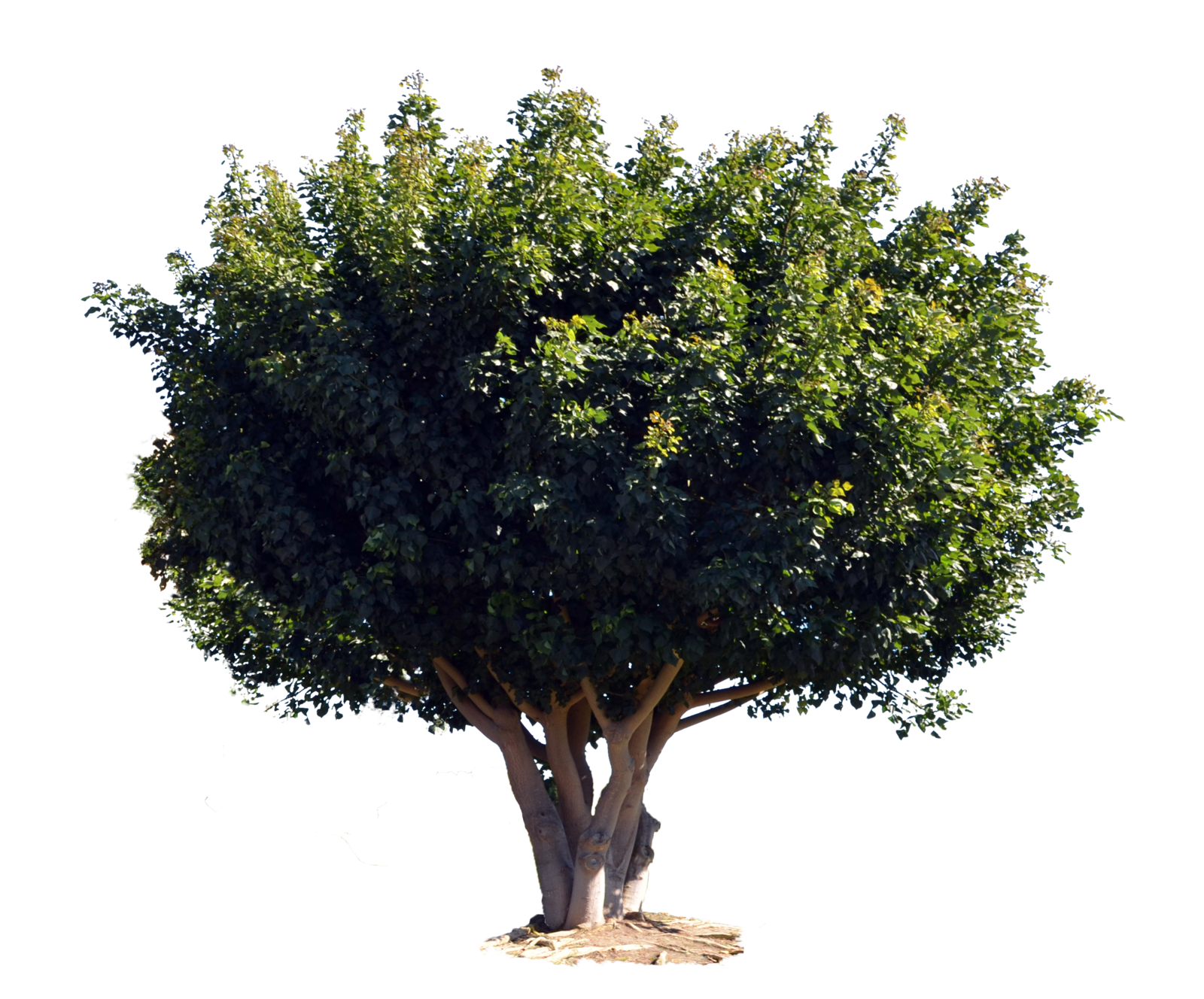 pngwing.com