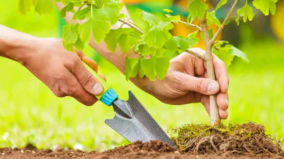 posadka derevev i kustarnikov